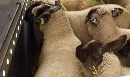 ‘Full electronic tagging would cost sheep farmers €2m a year’