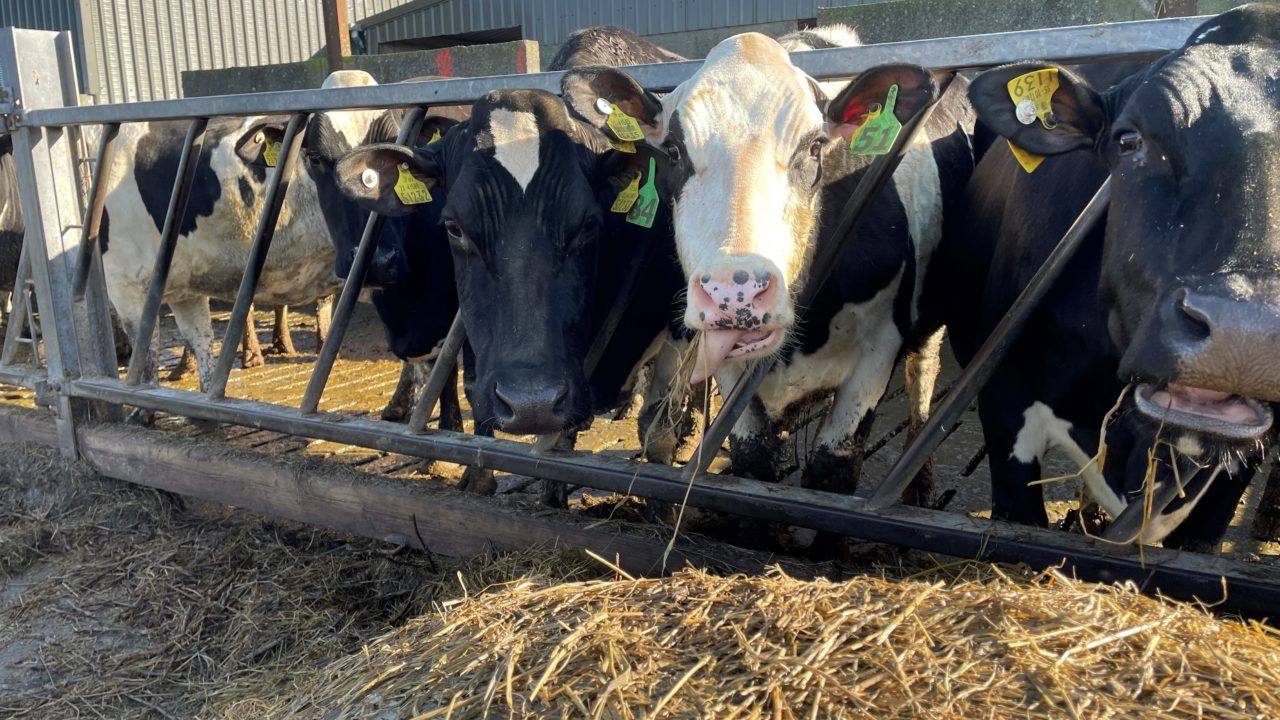 Beef kill: 2023 cow kill surpasses 2022 levels