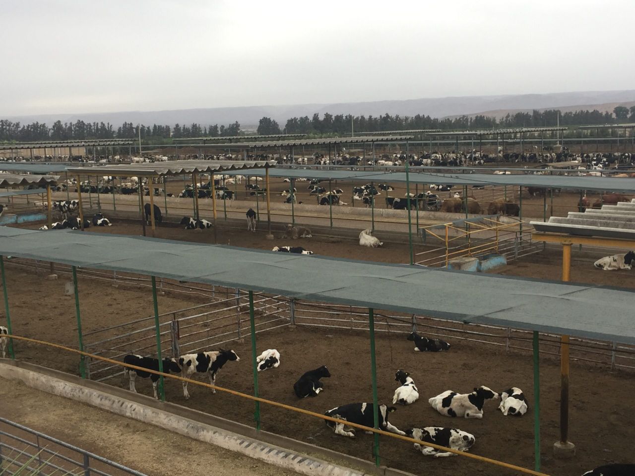 Pics: 7,000 cattle feedlot with a difference in Morocco