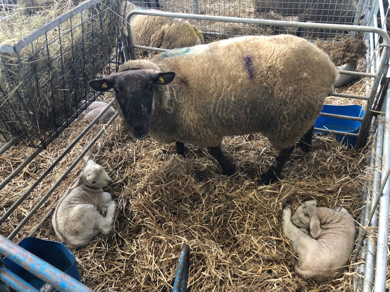 How much colostrum does a newborn lamb require?
