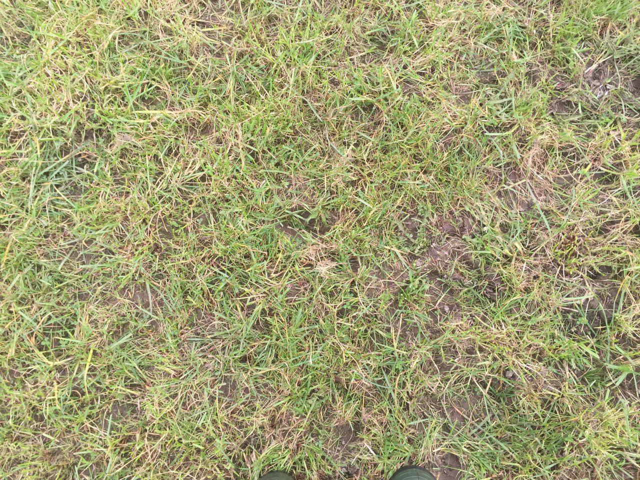 How to pick grass mixtures for your farm this year