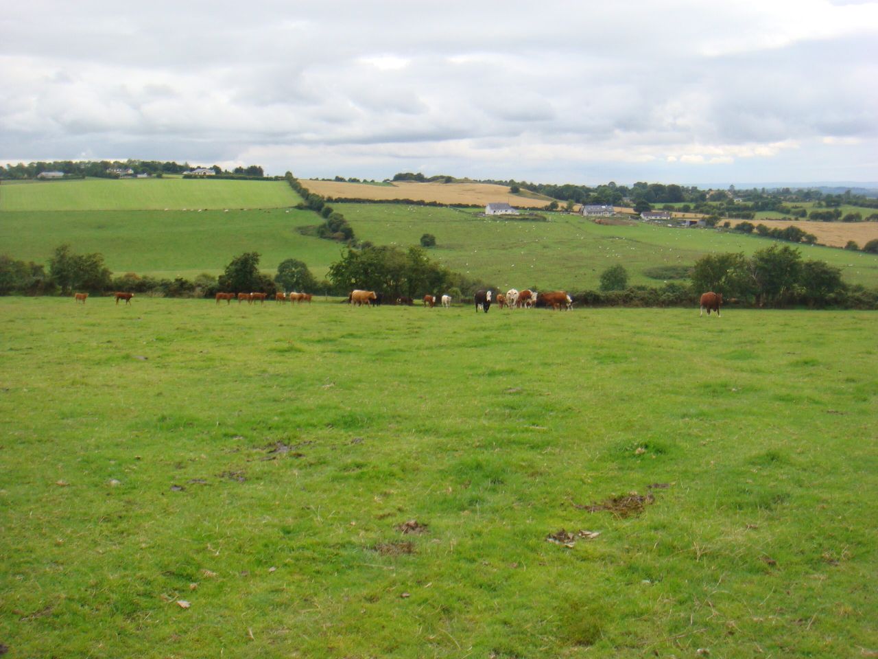 158ac Dunlavin grass farm 'ideal for young farmer starting out'
