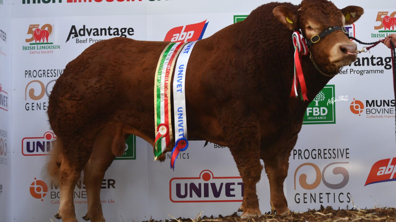 Over 30 bulls catalogued for Athenry Limousin show and sale