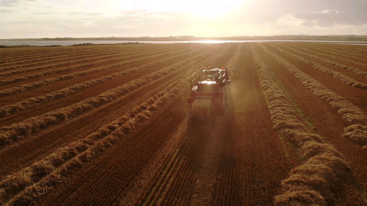Straw prices: Plenty of chopping as demand falls