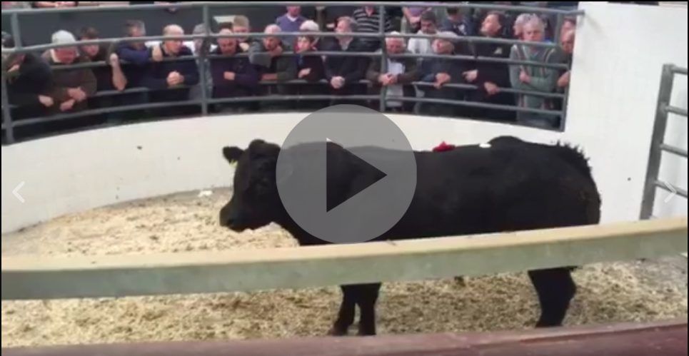 Amazing prices at Roscommon Mart's first weanling show and sale of the year