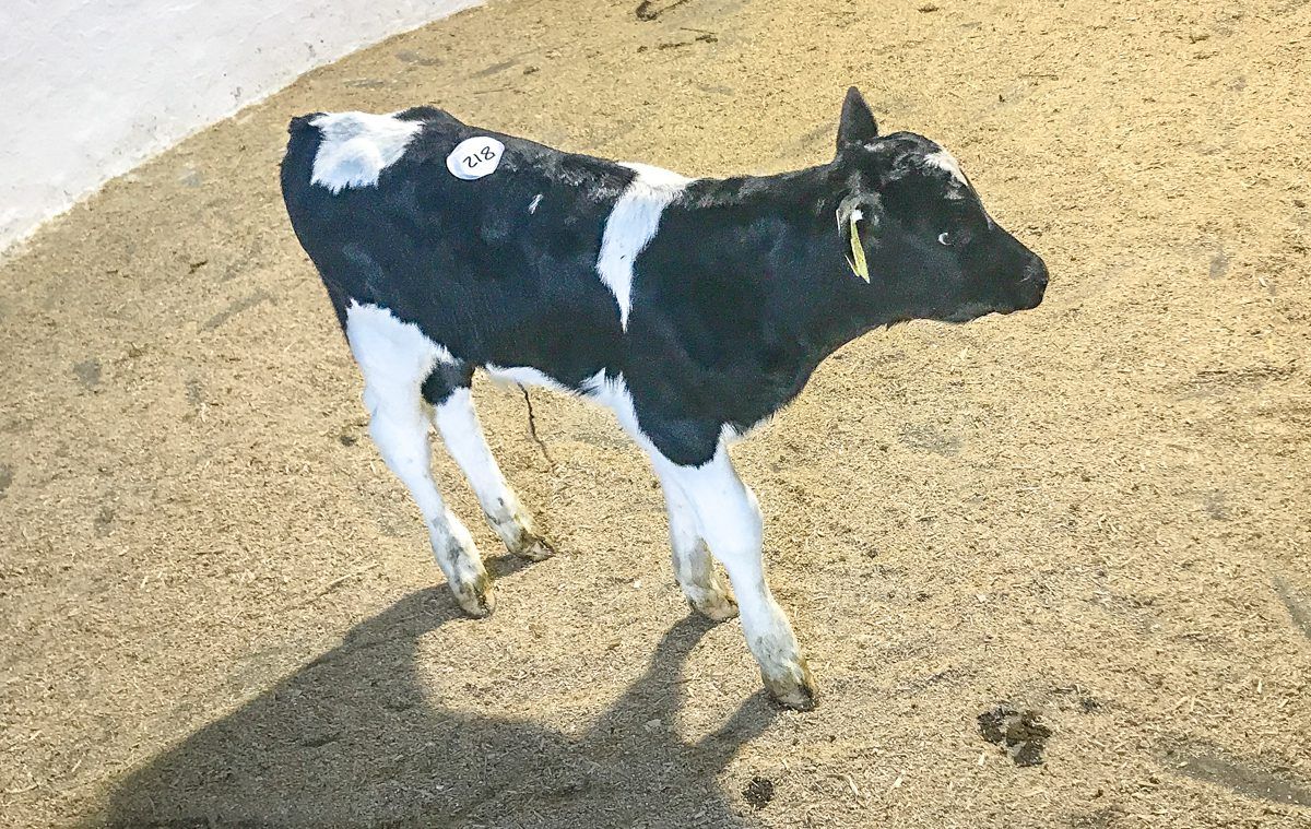 Bumper week of calf sales on the cards...once the snow lifts