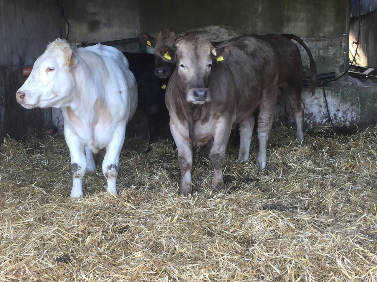 Organic farming: Beef finisher sourcing 100% of feedstuffs from within the farm gate
