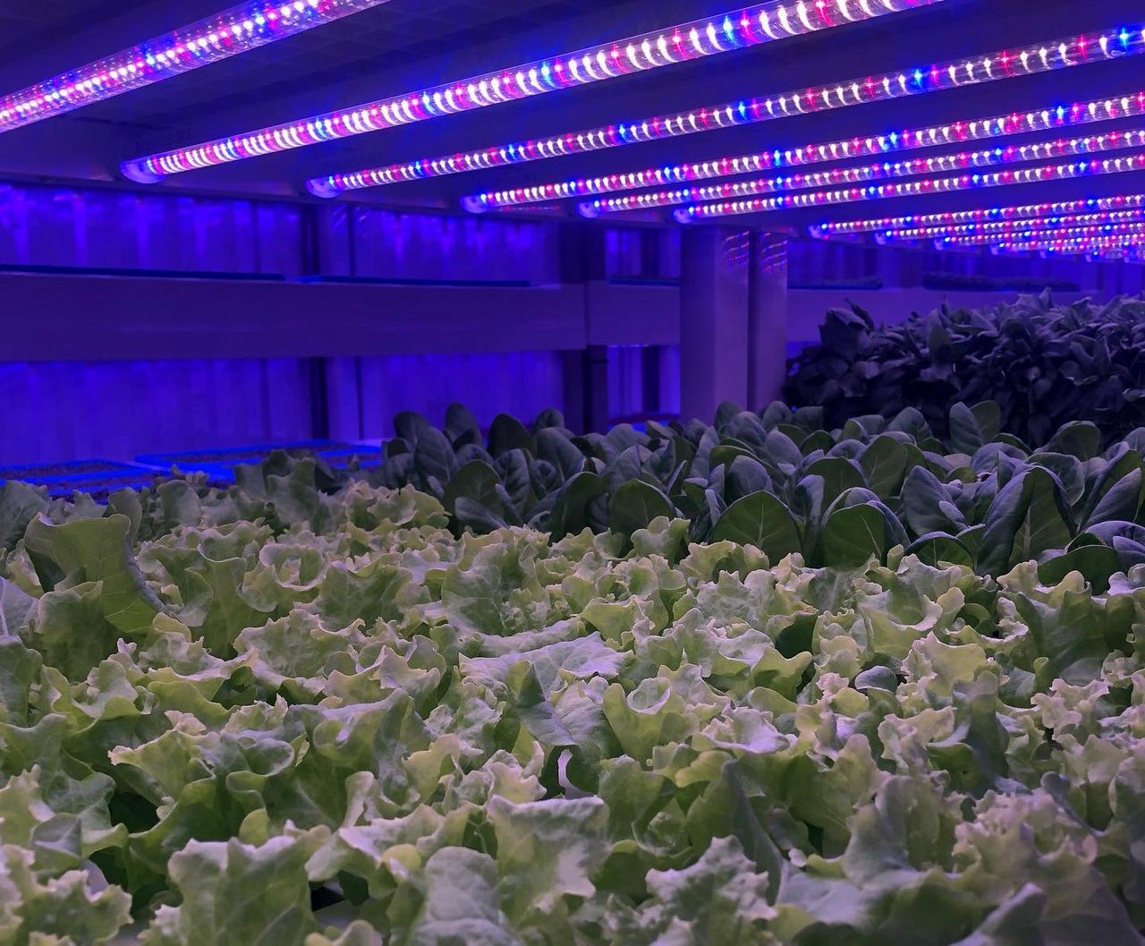 Vertical farming company among finalists for National Enterprise Awards
