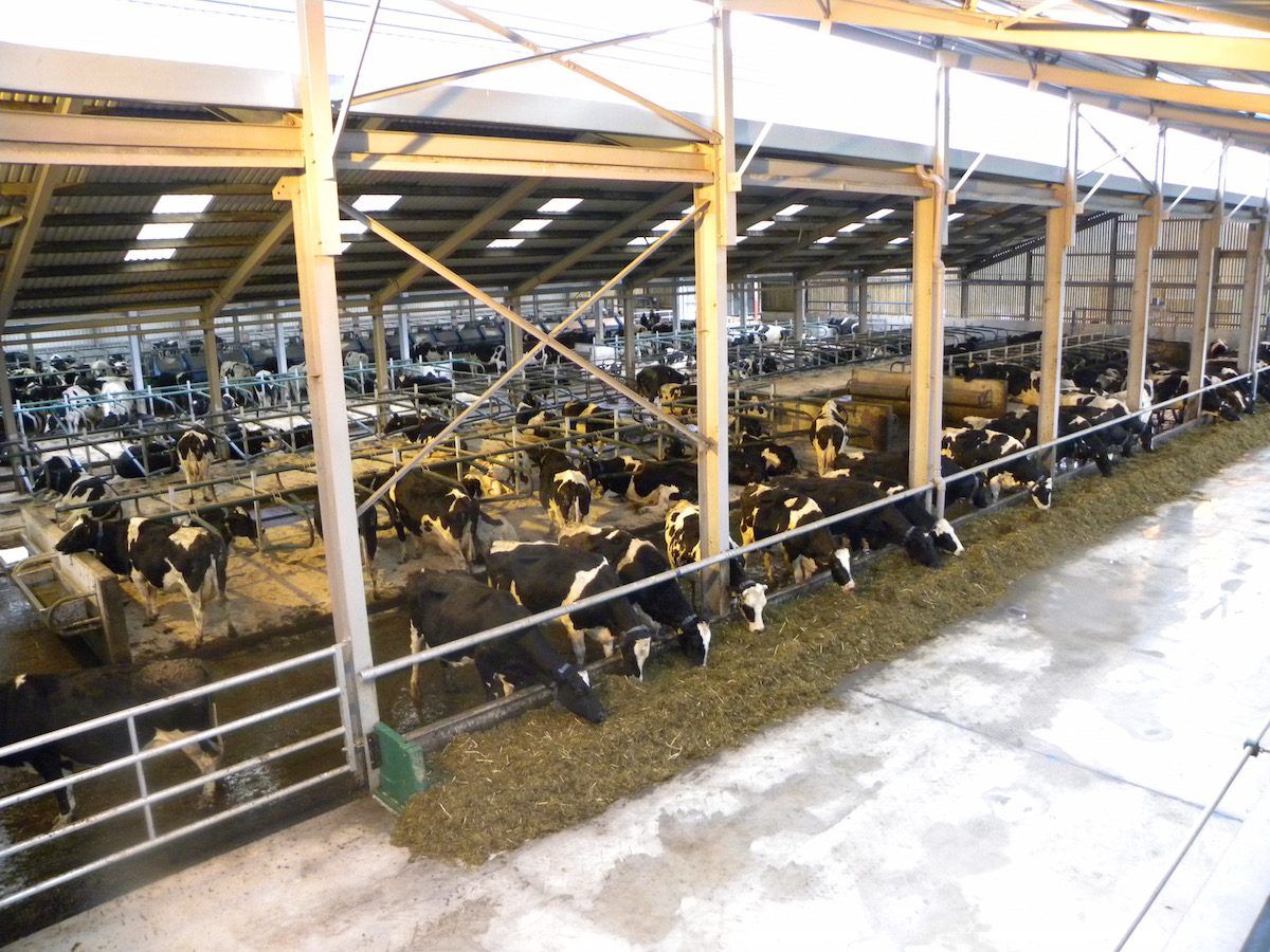 Irish dairy production expected to continue rising, despite current low prices