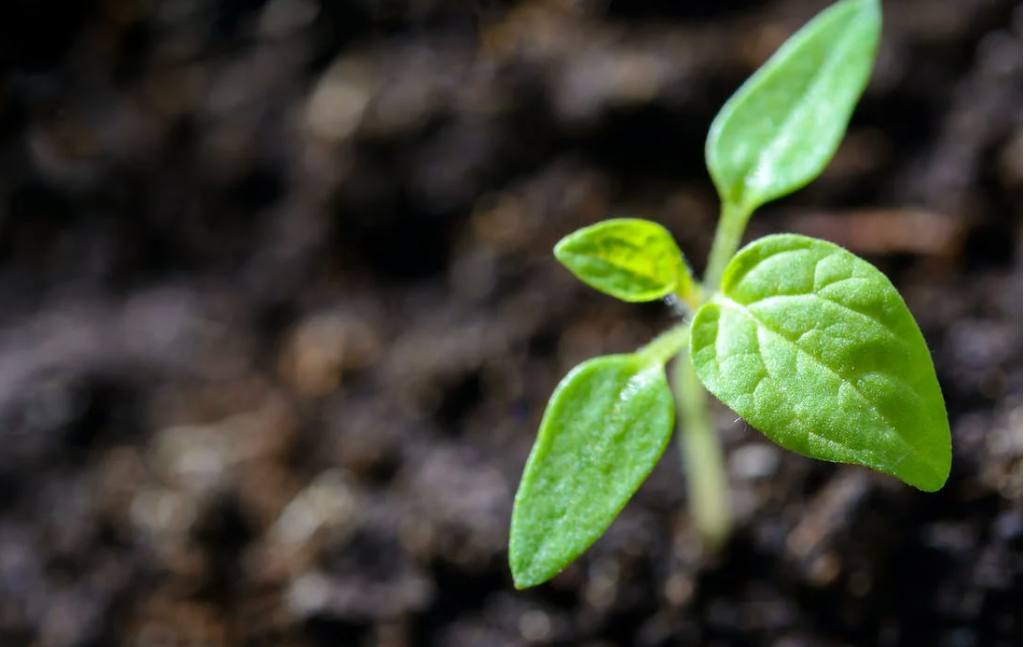 Consultation opens on next Plant Health and Biosecurity Strategy