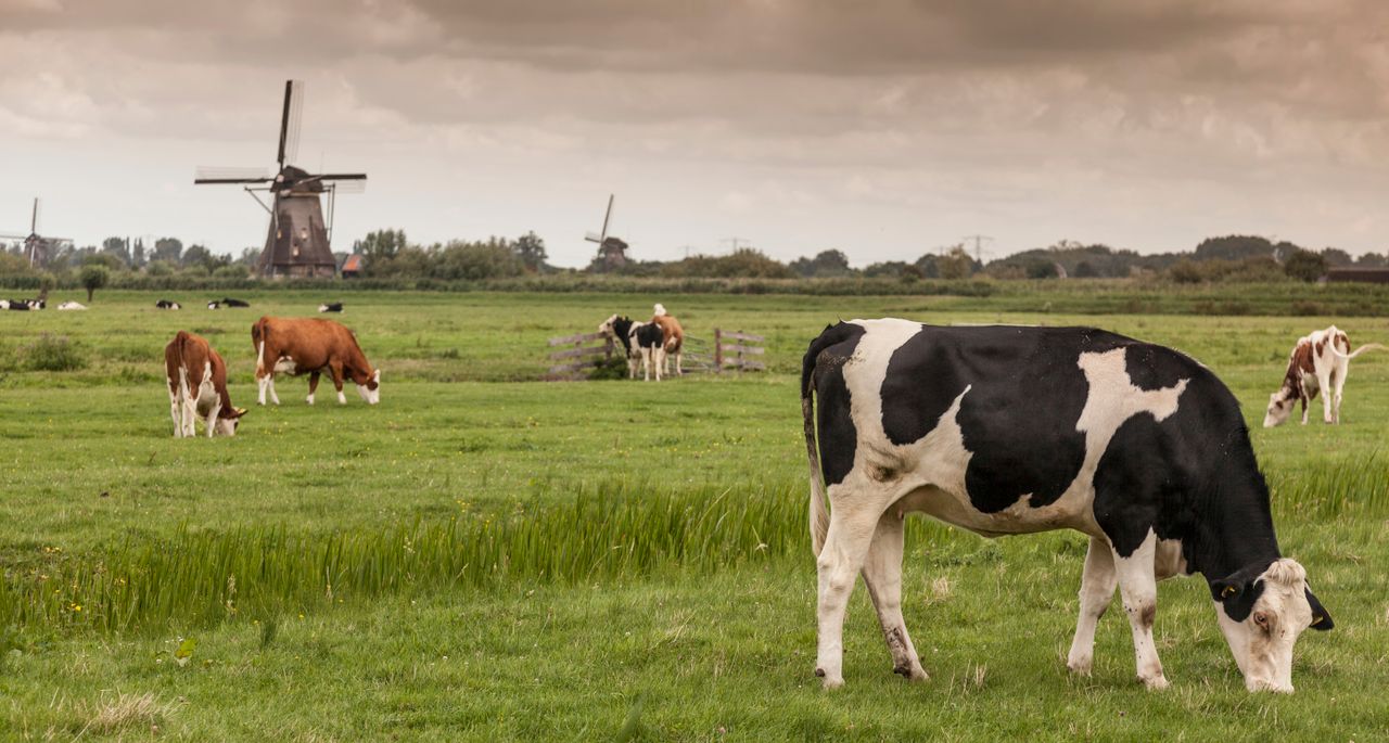 EU approves €615.7m scheme to reduce Dutch dairy herds