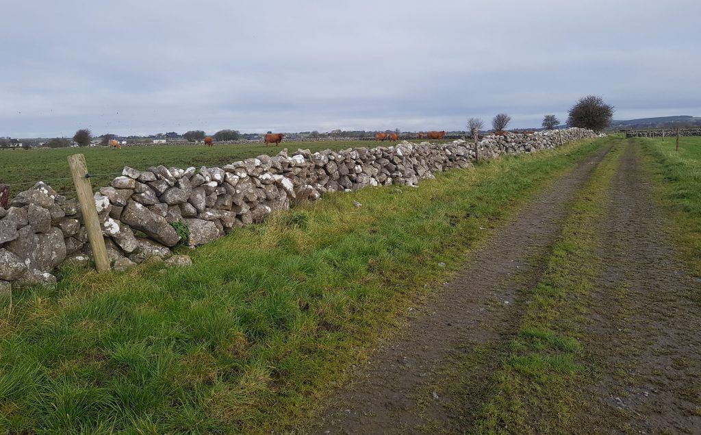 NAP 'tightening farmers' belts further' - sheep seminar