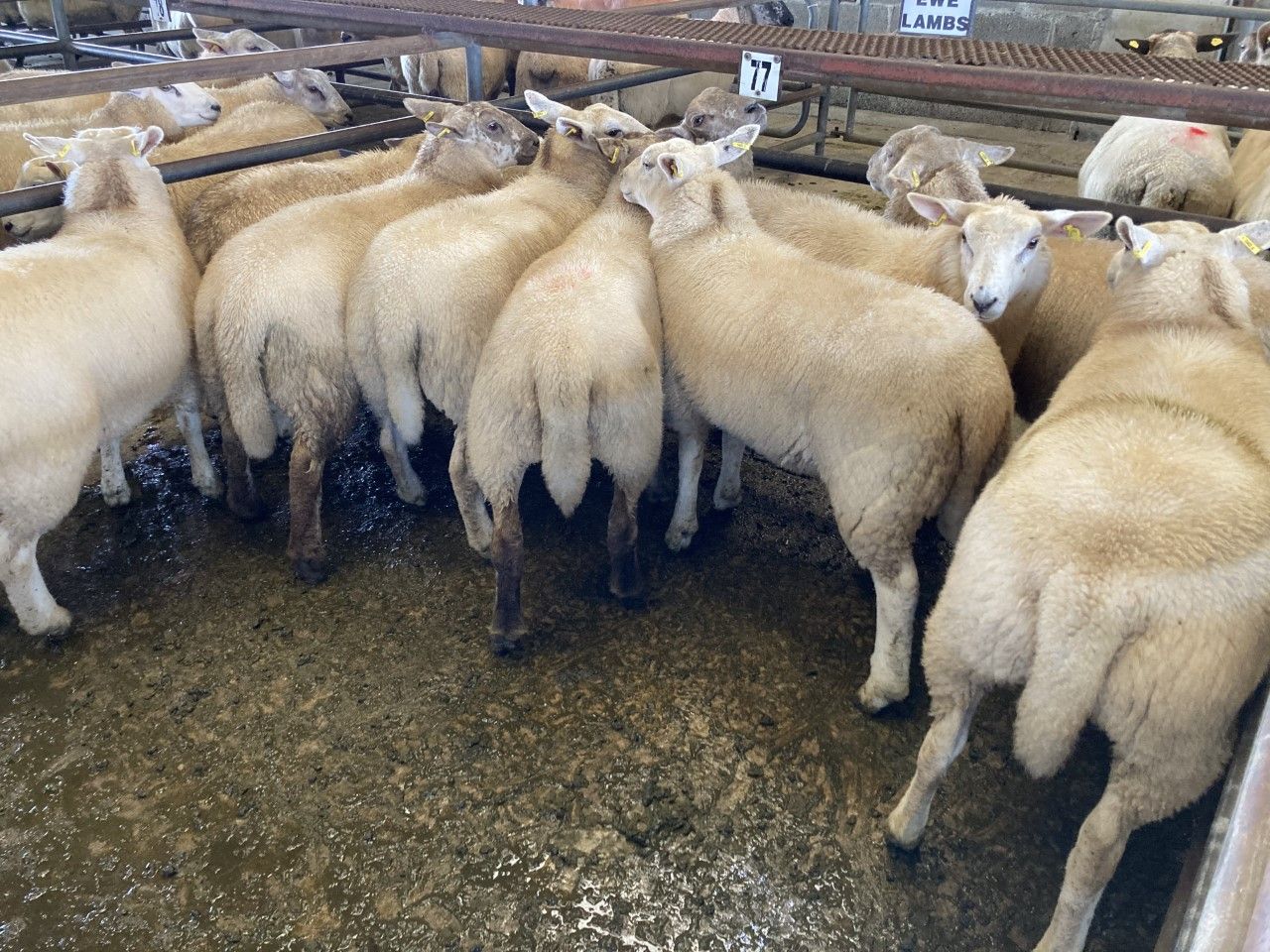 'Extremely tight' lamb supplies swing control 'in farmers' favour'