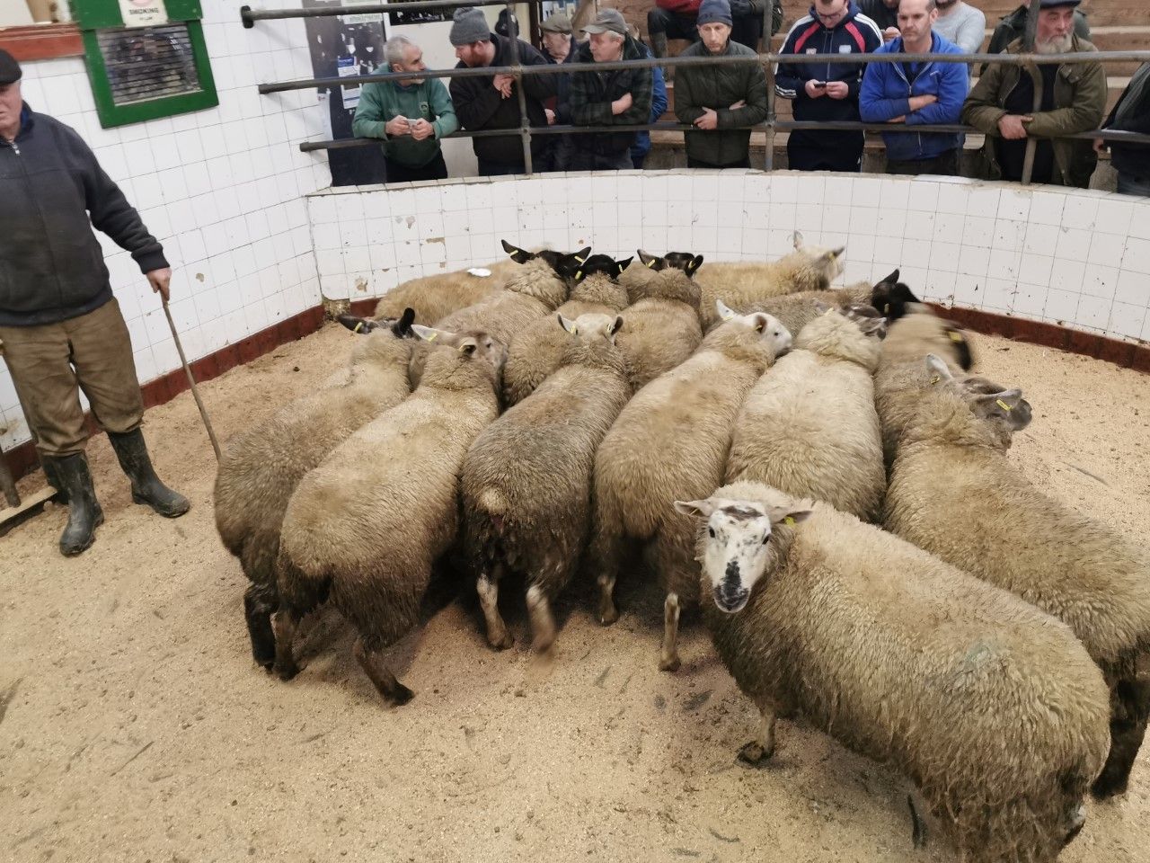 Sheep marts: Trade remains in a tough place