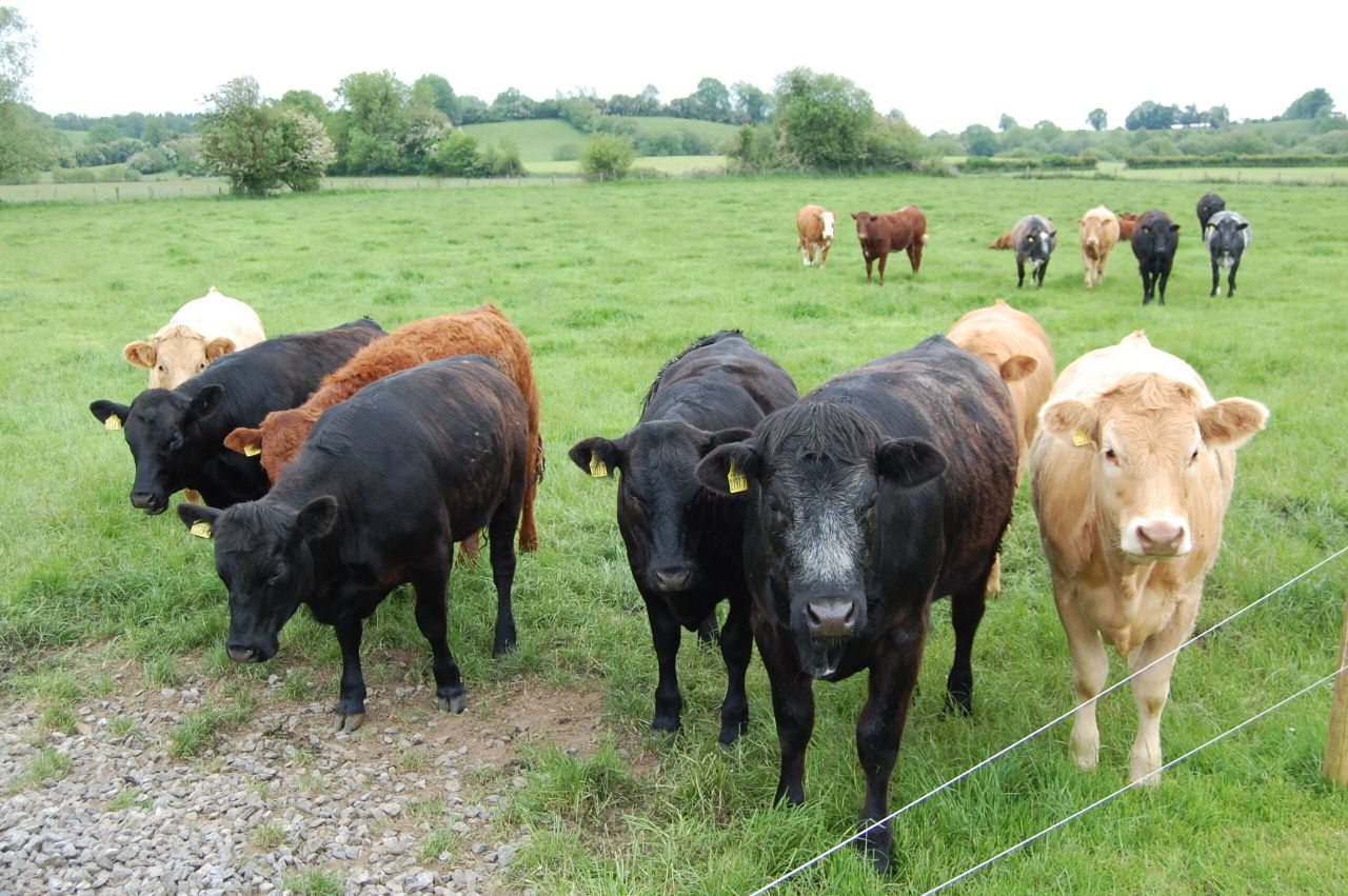 Exceptional demand for finished cattle as they make €1,000 over