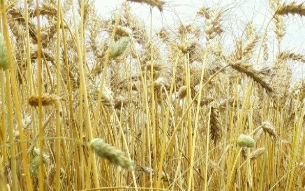 Take note of grass weeds from the combine