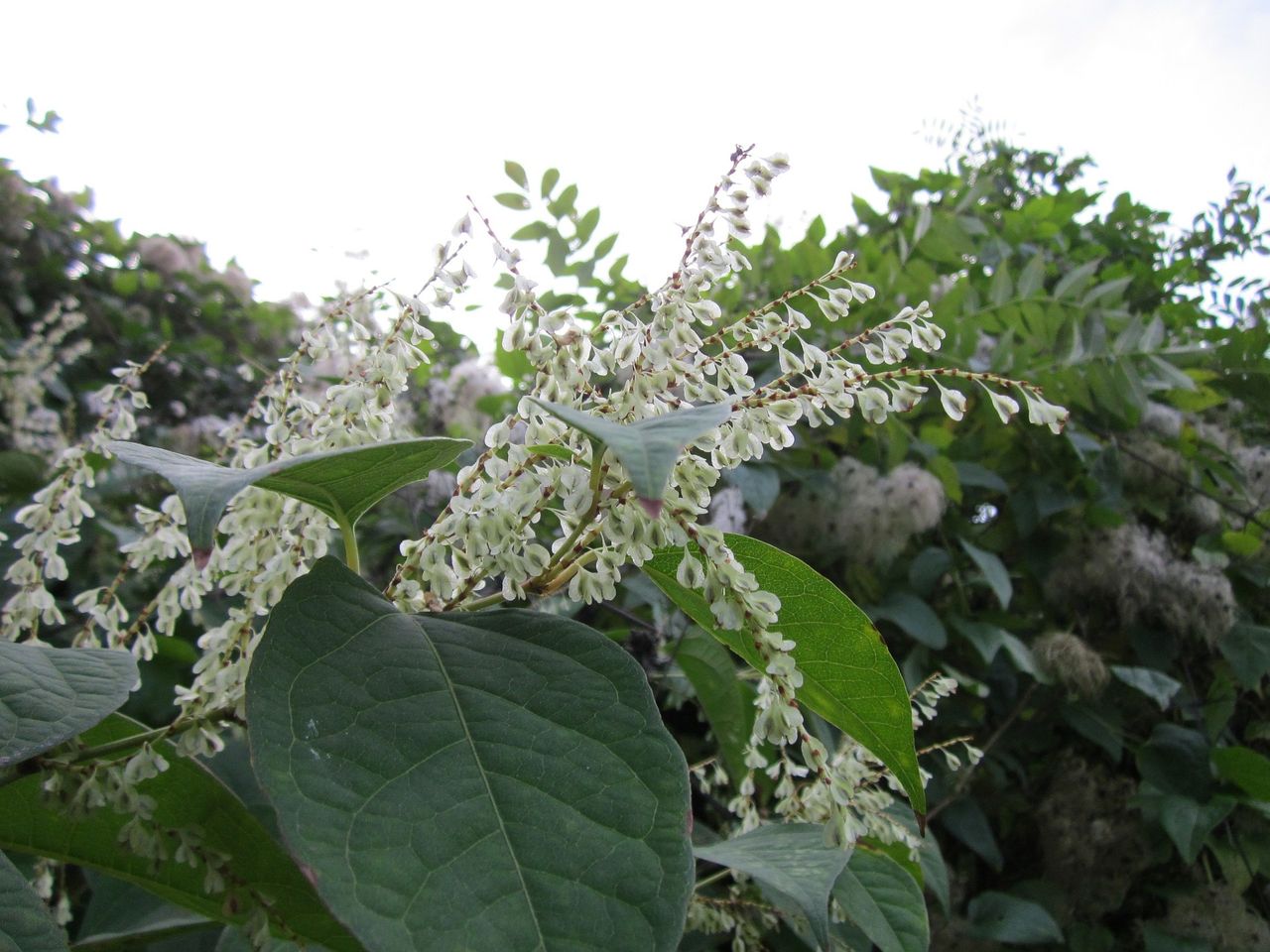 Moisture removal 100% effective in killing Japanese knotweed - study