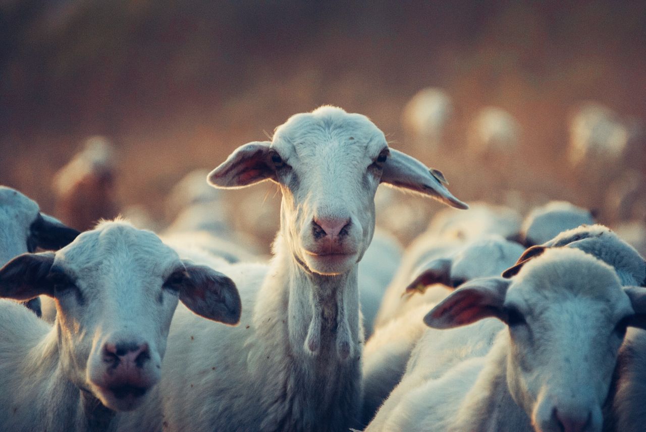 'We made the switch from beef and sheep to goats'