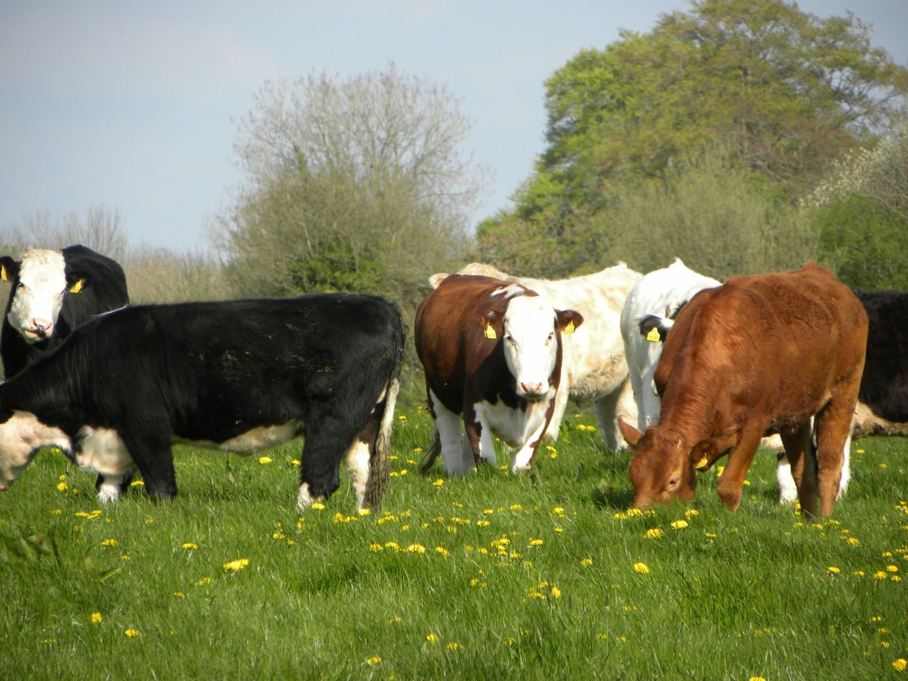 Reducing exposure to liver and rumen fluke