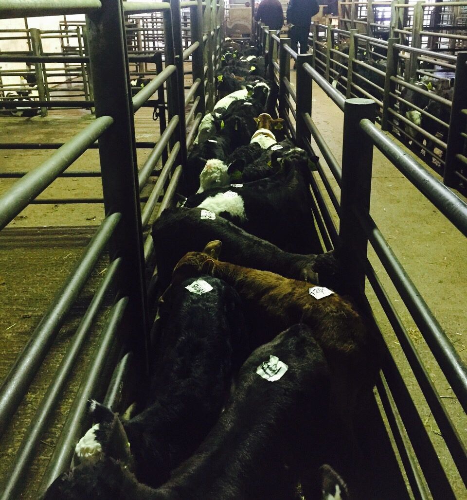 Minister Creed unlikely to introduce mandatory CCTV in abattoirs