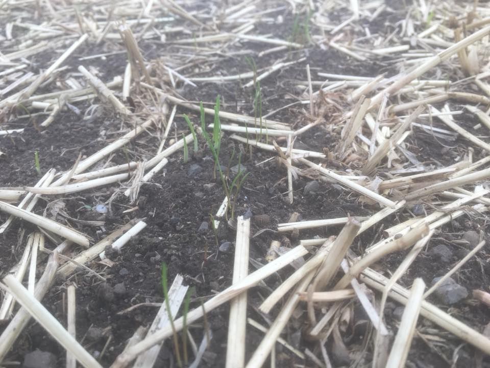 How much does it cost to produce a forage crop?