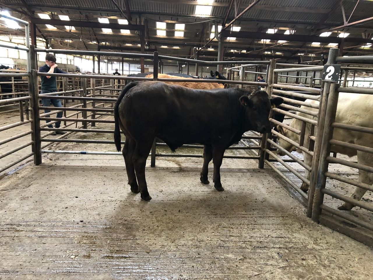 Viastar seeking 1,800 bulls ranging from 250-400kg