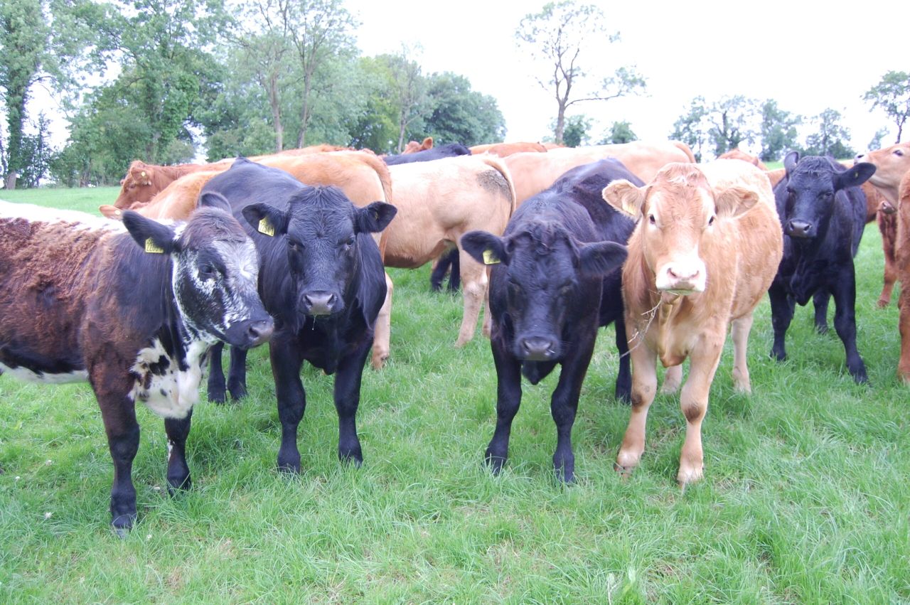 Irish beef still off the shelves as French protests continue