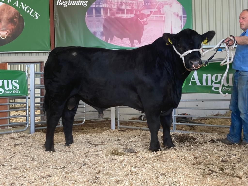 Lisduff Angus bull sale achieves top price of €6,000