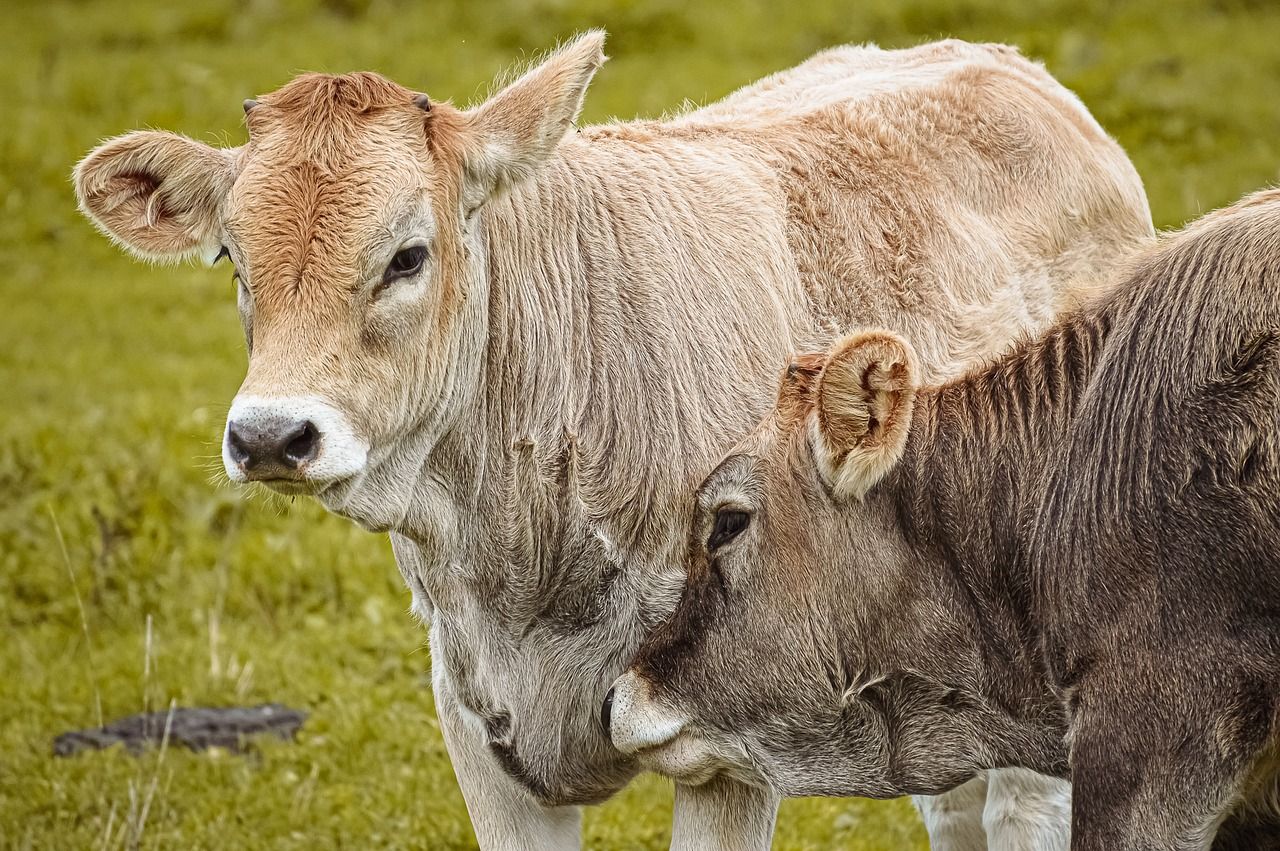 AHDB: Bluetongue drove beef production down in the EU in Q1