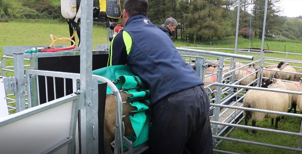 Video: Knowing when your lambs are ready 'to maximise profitability'