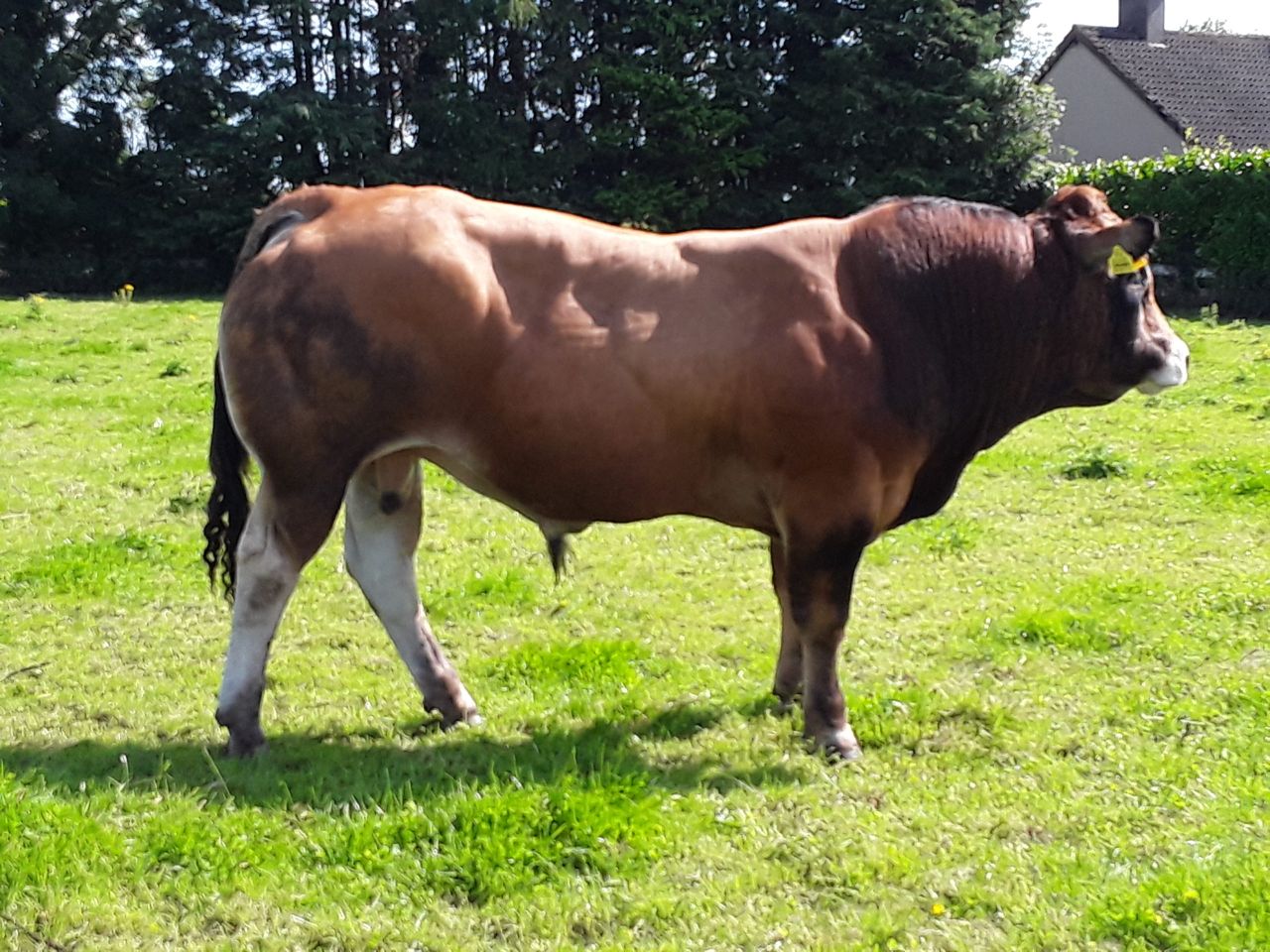 Parthenaise Premier Sale to take place on September 30