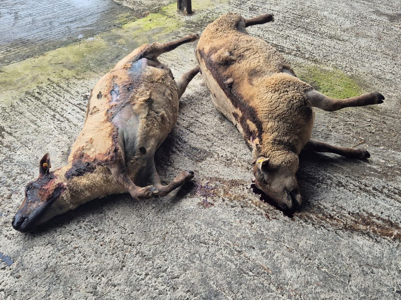 'I know my stock were tormented' - Wexford farmer
