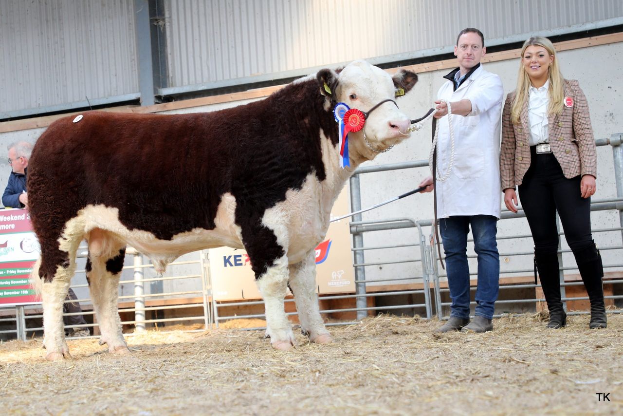 Hereford bulls hit €6,000 at premier sale in Tullamore