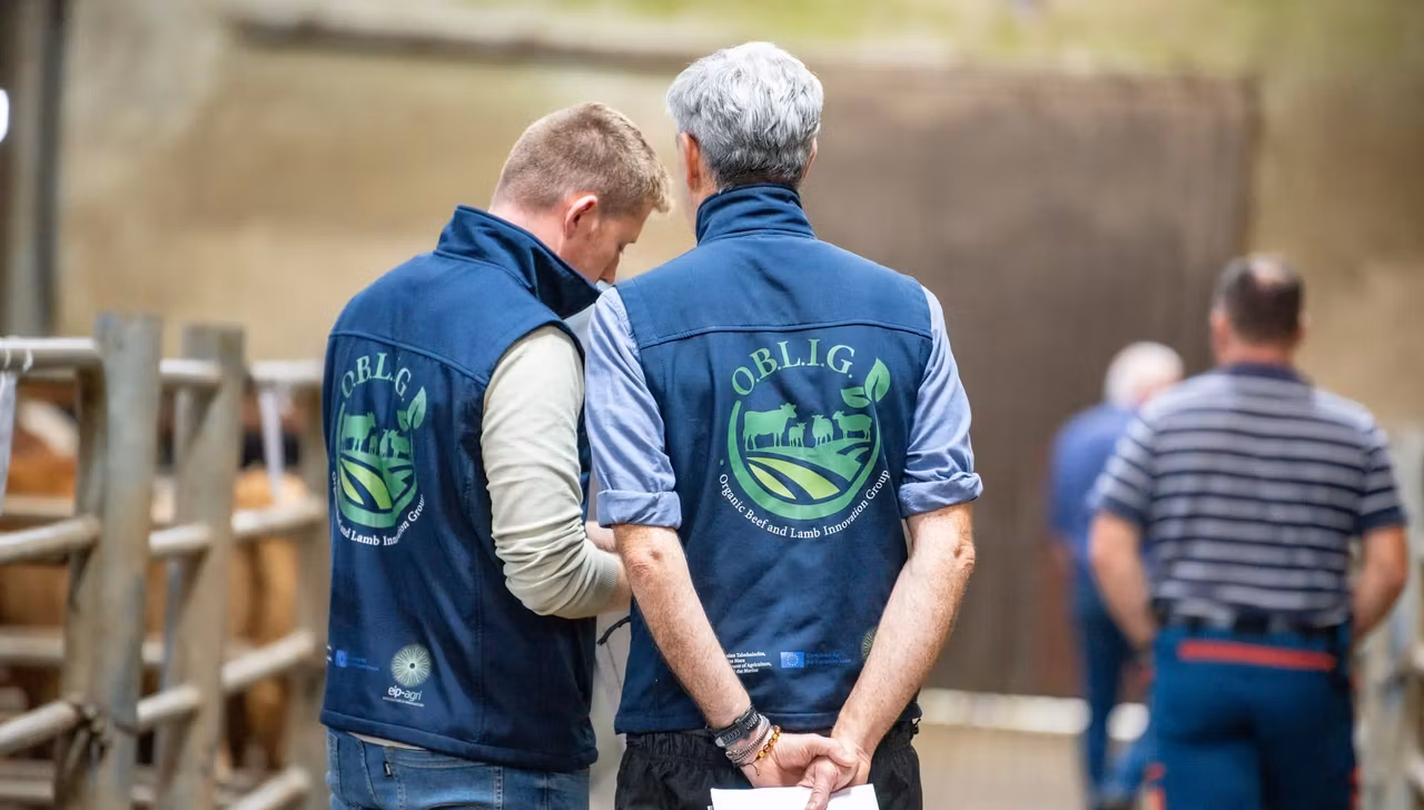 Top price of €3,500 at  Gort Mart organic heifer show and sale