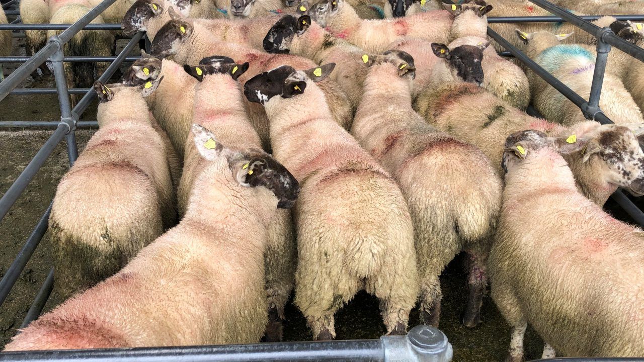 IFA: Factories must stop undermining sheep markets