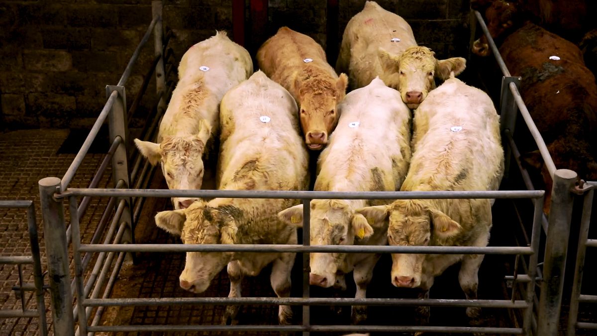 Balla Mart reschedules cattle sale following Mayo football win