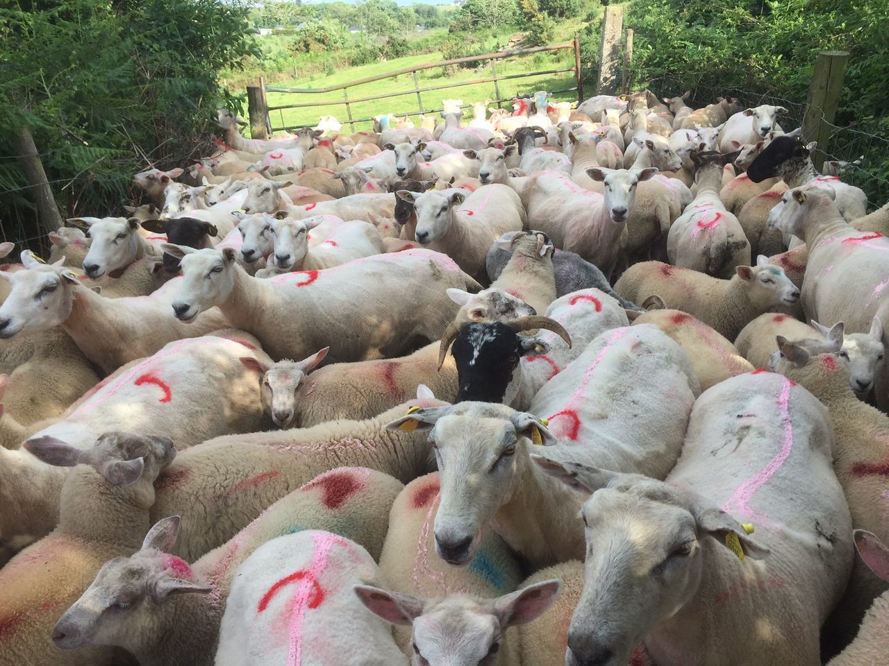 Spring lamb quotes fall further - Factories now offering €5/kg