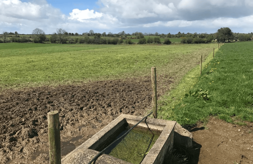 How should I be managing and feeding my suckler cows after calving?