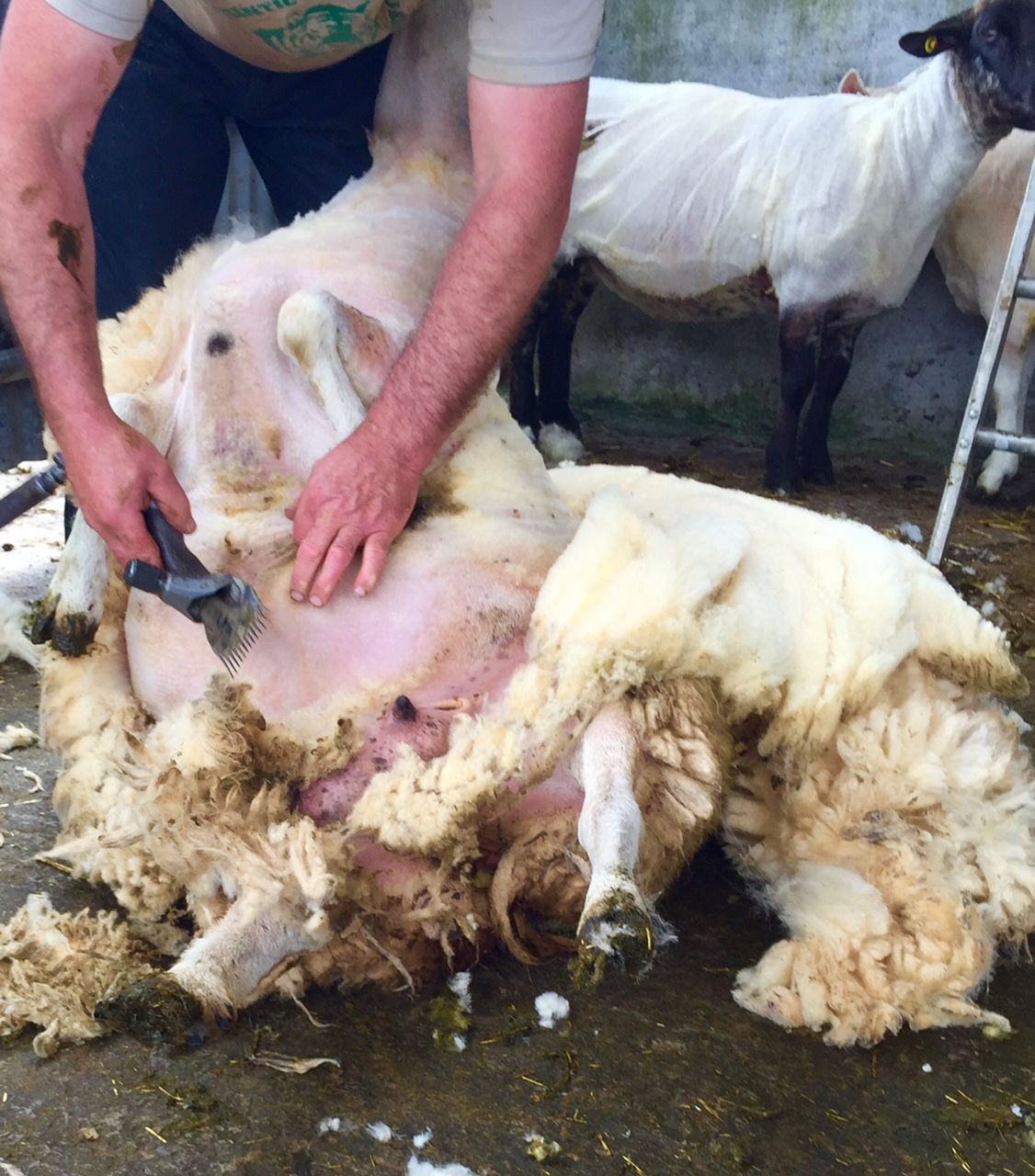 Difficult market outlook for wool continues