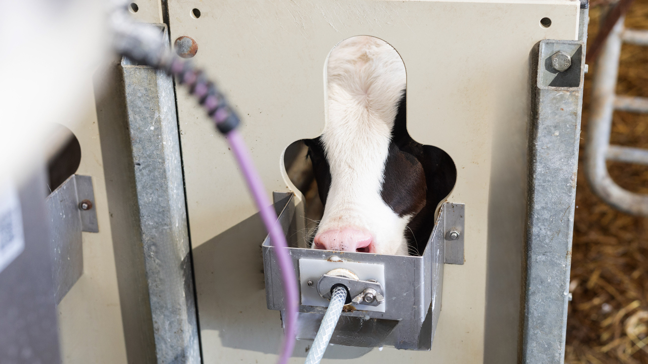 Agriland and Feed for Growth to create new 'Calf Rearing 2026' series