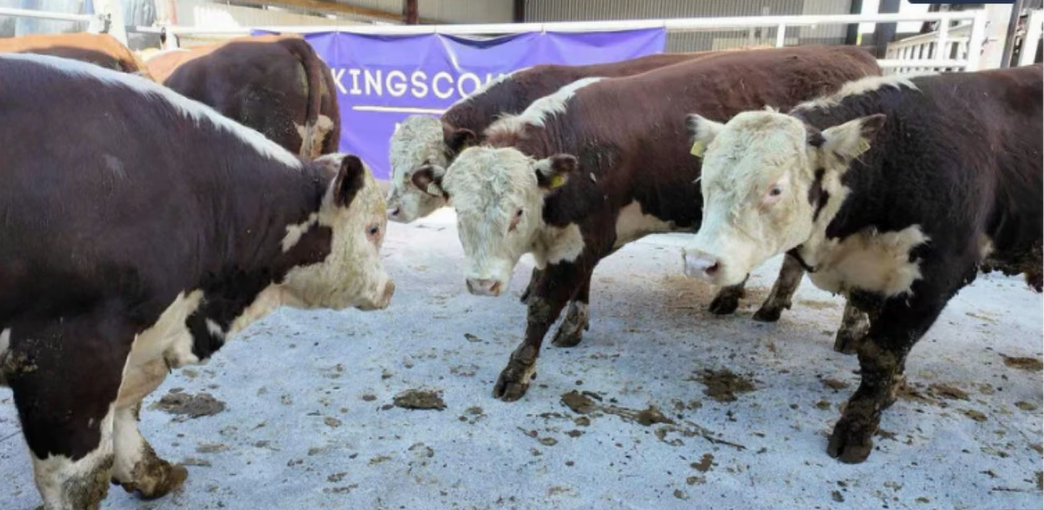 Cattle prices from first-ever TB restricted online auction