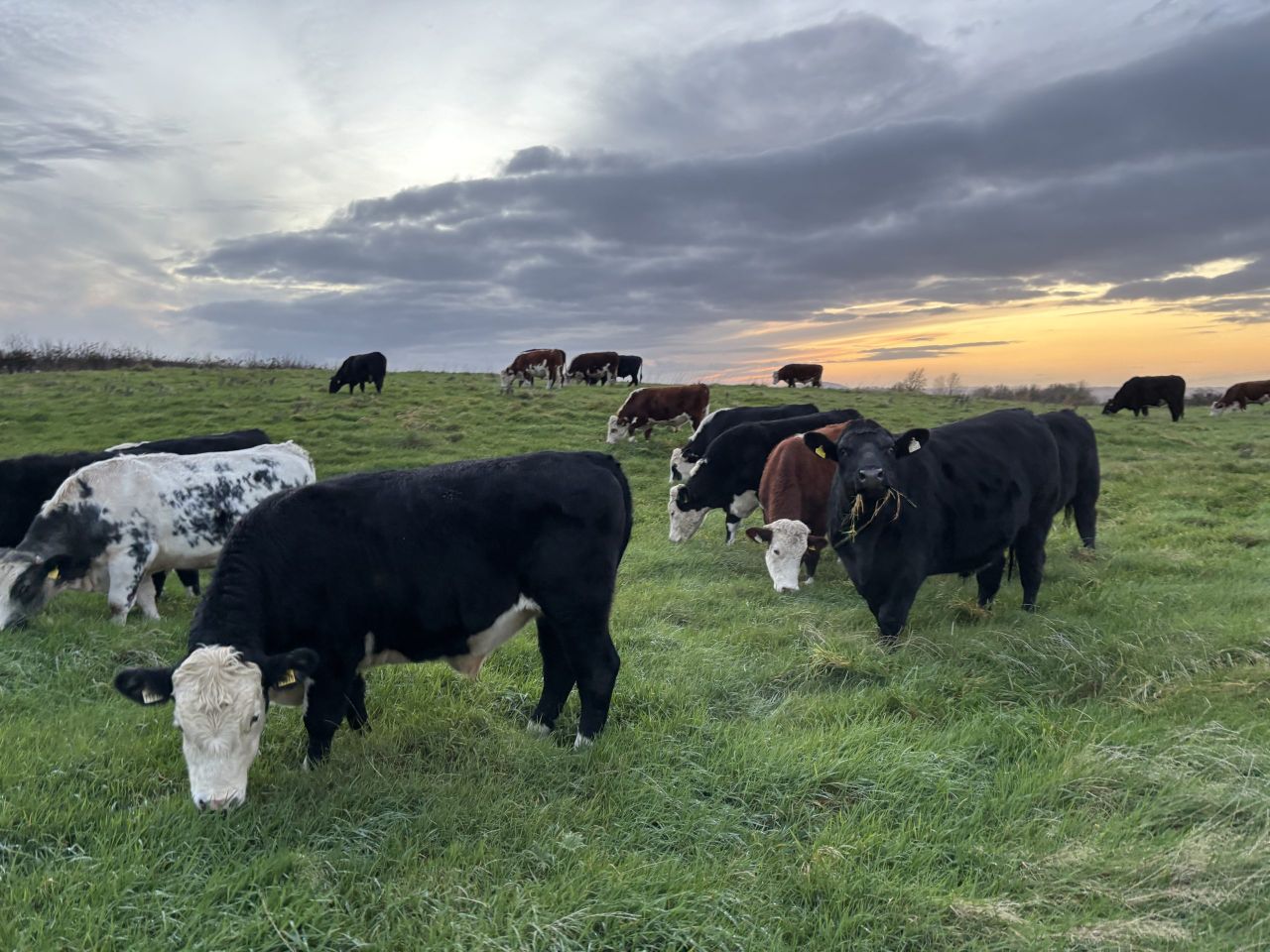 Factory quotes: Beef trade remains firm heading into New Year