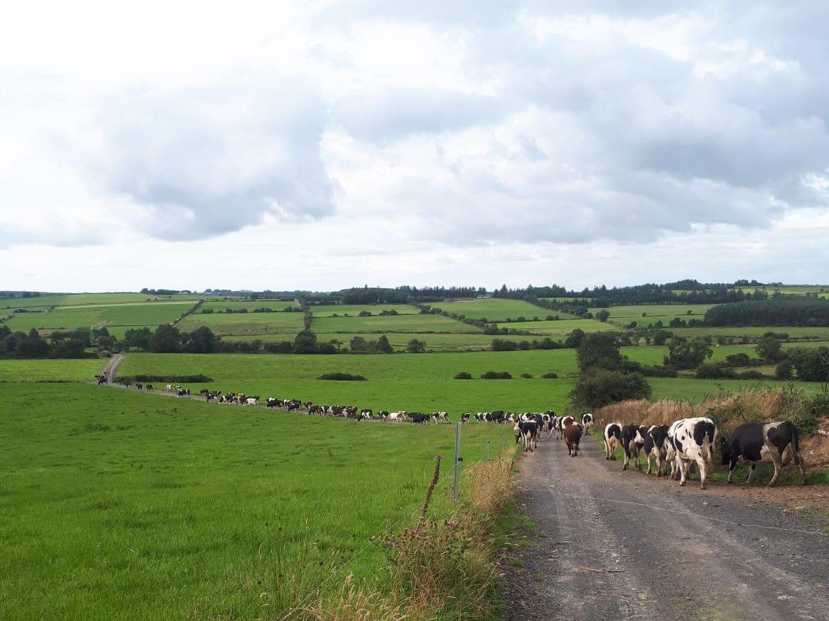 Lameness: Cannot afford to have too many cases ahead of breeding