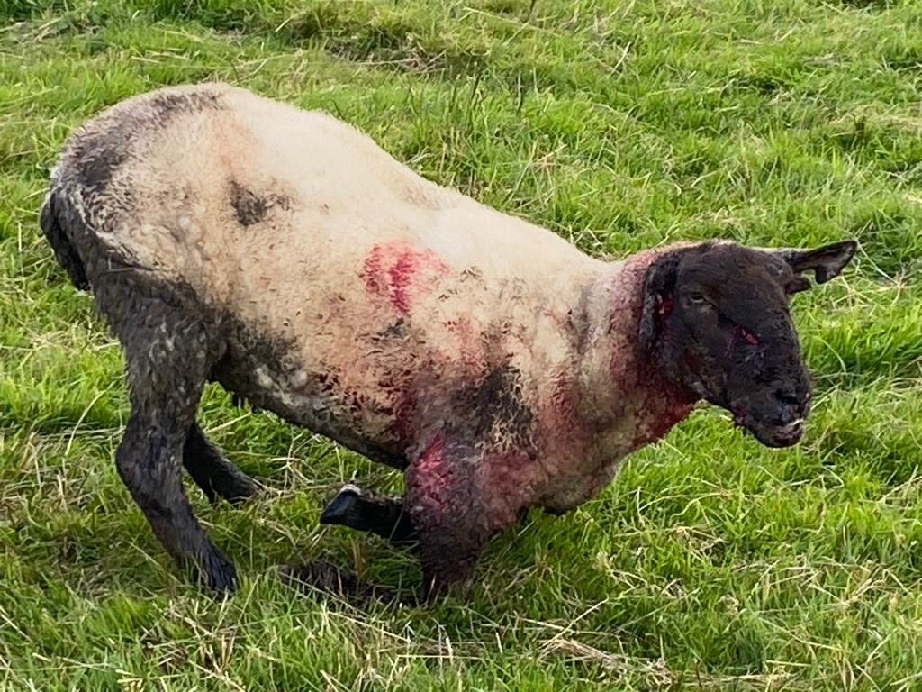Graphic pics: Sheep 'horrendously mauled' by a dog in Wicklow