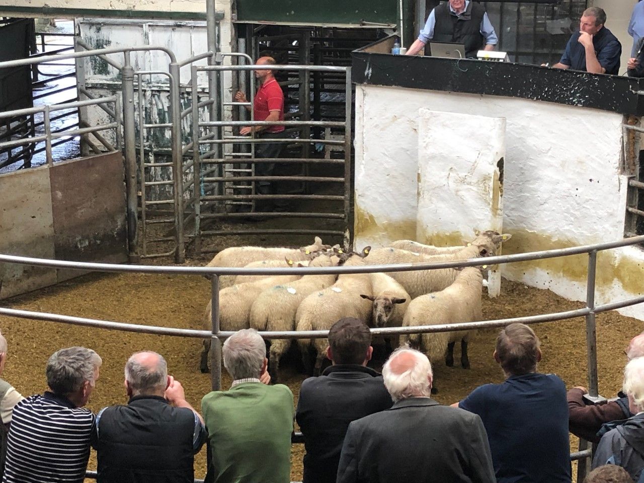 Sheep marts: Factory-fit lamb prices back as meat plant disruptions affect demand