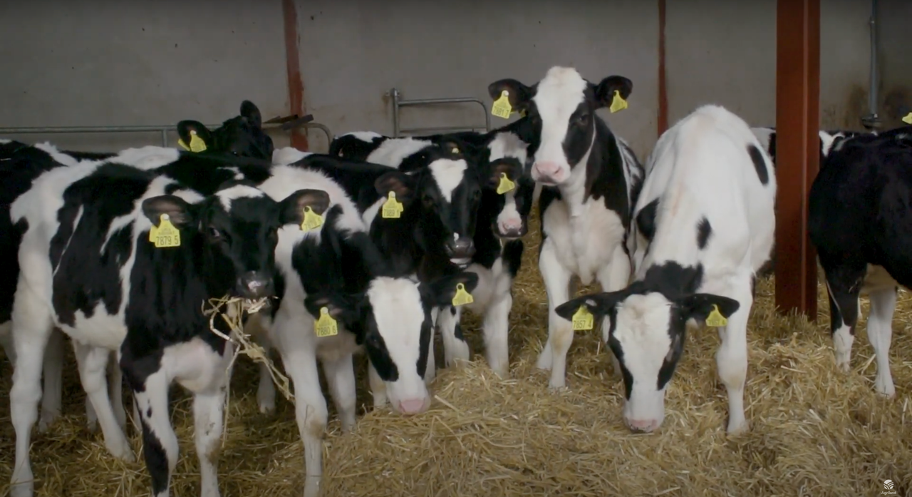 How to: Manage your weanlings at housing time