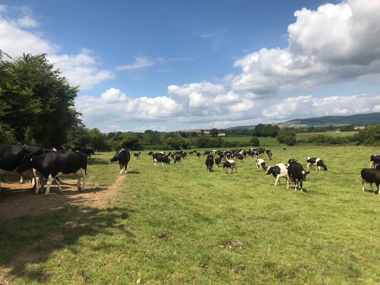 Dairy Focus: Milking 150 British Friesian cows in Co. Wexford