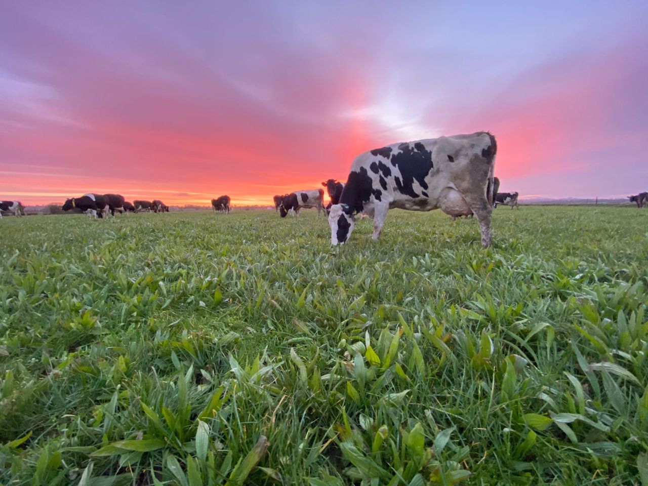 Dairy farmers - did you know? Ireland has second highest organic milk price
