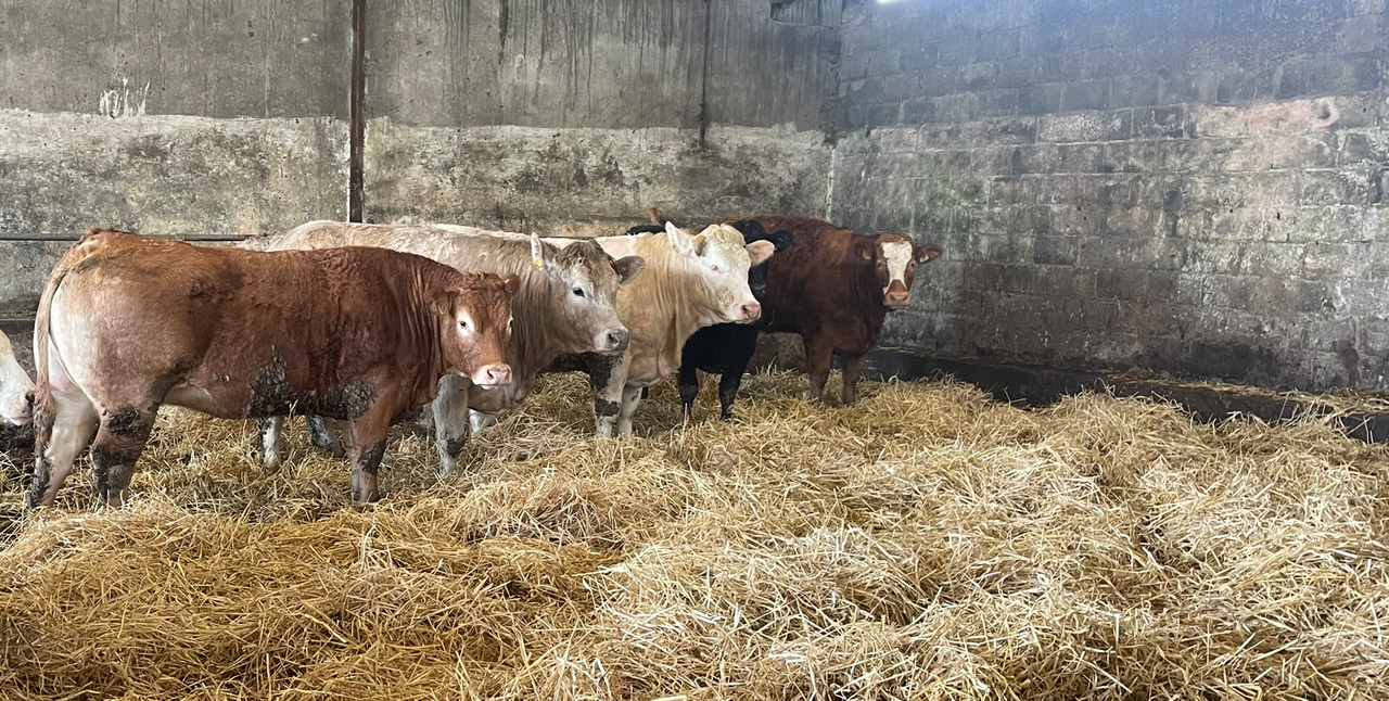 Factory quotes: Beef price offers pulled another 10c/kg this week