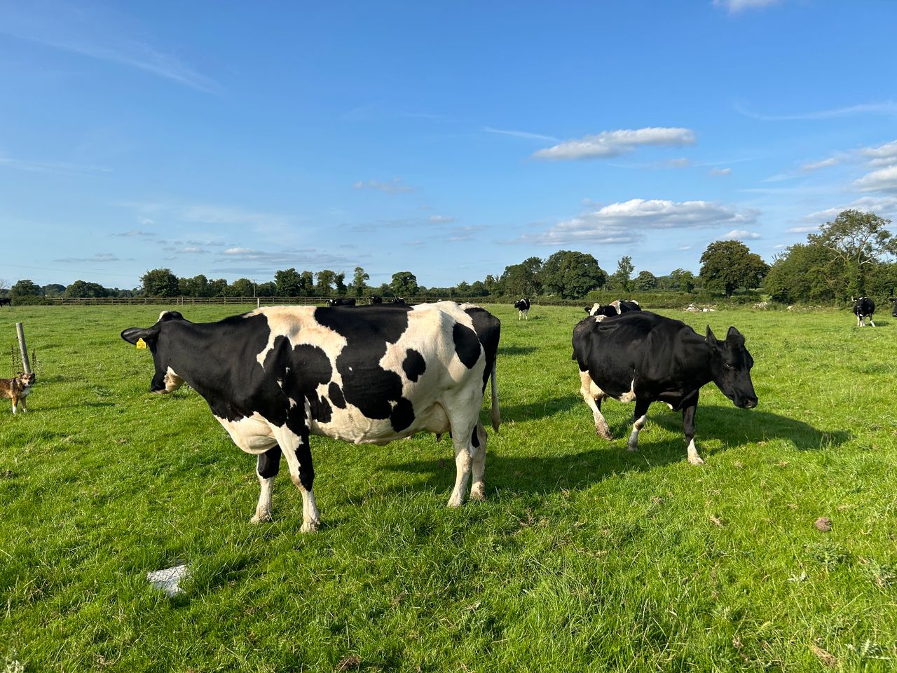 IOMS: A 'unified voice' for organic dairy farmers
